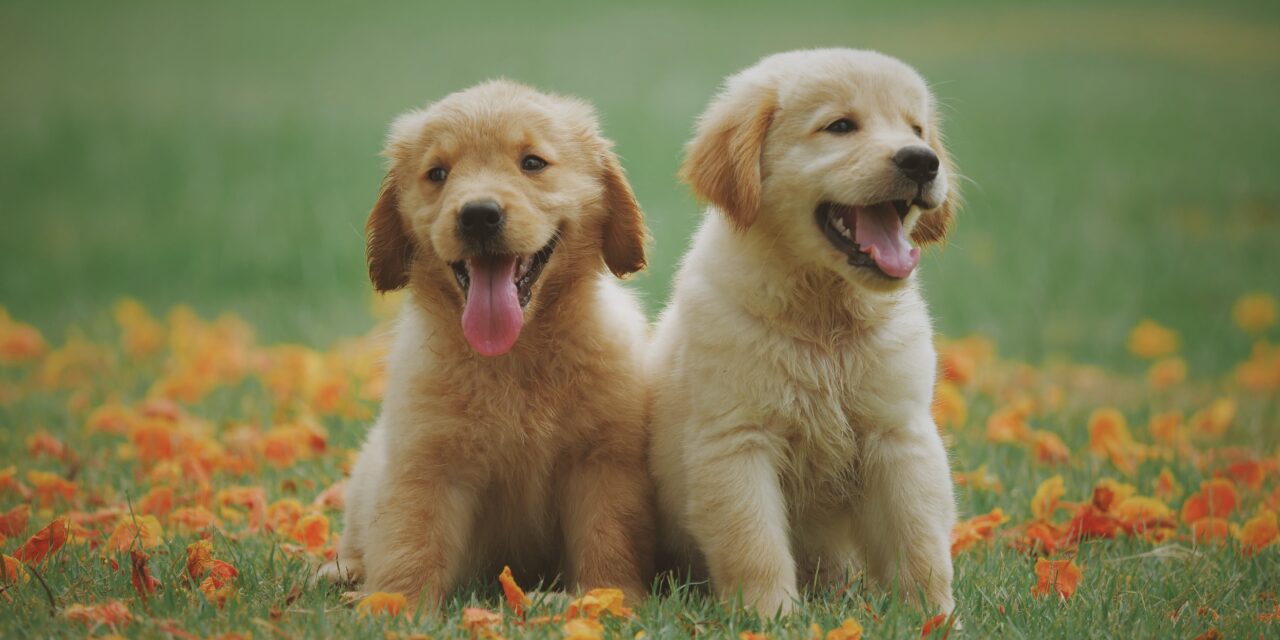 The Ultimate Guide to Puppy Training