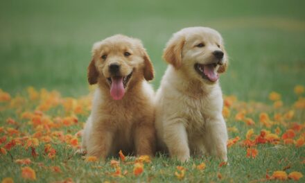 The Ultimate Guide to Puppy Training