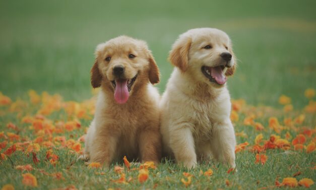 The Ultimate Guide to Puppy Training