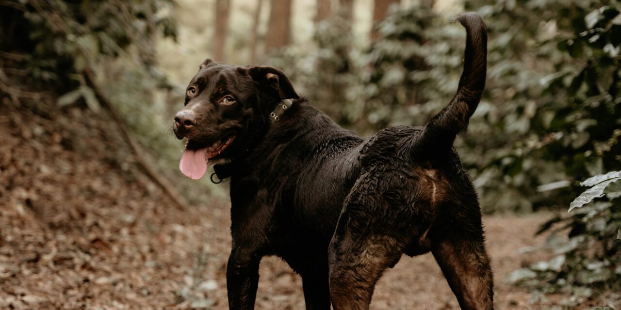 The Science Behind a Dog’s Wagging Tail