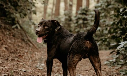 The Science Behind a Dog’s Wagging Tail