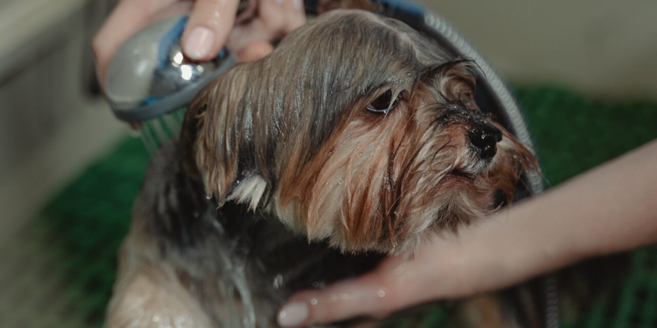 Grooming Tips: Keeping Your Dog Stylish