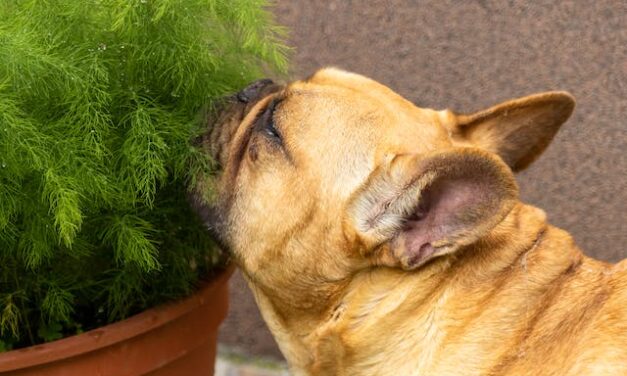 The Science of Scent: How Dogs Use Their Noses to Navigate the World
