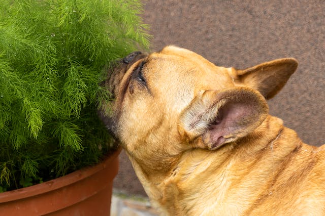 The Science of Scent: How Dogs Use Their Noses to Navigate the World